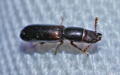 Corticotomus cylindricus