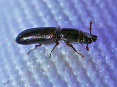 Corticotomus cylindricus
