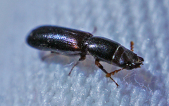 Corticotomus cylindricus