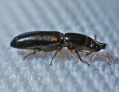 Corticotomus cylindricus