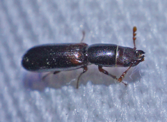 Corticotomus cylindricus