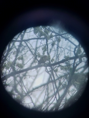Piranga olivacea