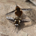 White-headed Bee Fly - Photo (c) Ryan Sawby, some rights reserved (CC BY-NC), uploaded by Ryan Sawby