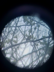 Piranga olivacea