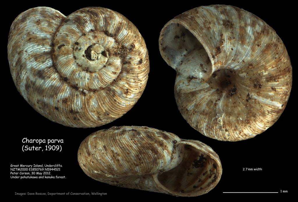Dendropa