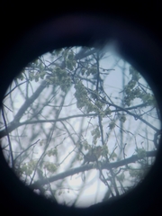 Piranga olivacea