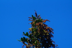 Apoplanesia paniculata