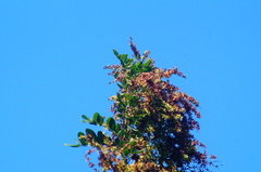 Apoplanesia paniculata