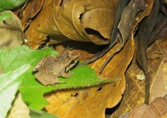 Craugastor lauraster