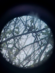 Piranga olivacea