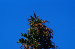 Apoplanesia paniculata