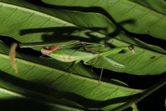 Stagmomantis venusta