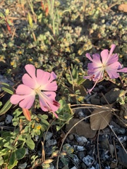 Clarkia breweri