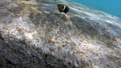 Chrysiptera biocellata