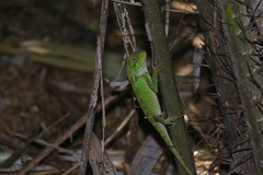 Gonocephalus kuhlii