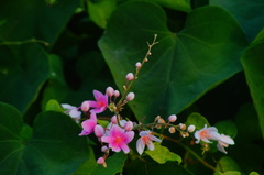 Antigonon cinerascens