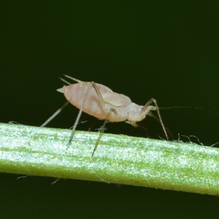 Macrosiphum rosae