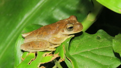 Ptychohyla hypomykter