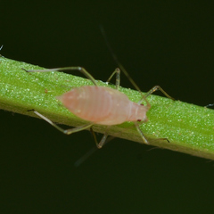 Macrosiphum rosae