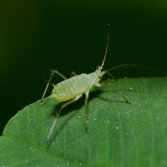 Macrosiphum rosae