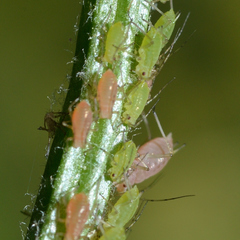 Macrosiphum rosae