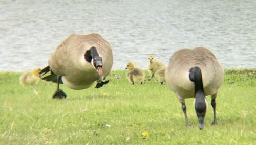 Canada Goose photographed in Pennsylvania