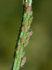 Macrosiphum rosae