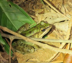 Lithobates maculatus