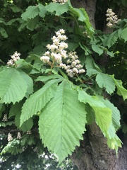 Aesculus hippocastanum