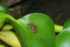 Microhyla palmipes