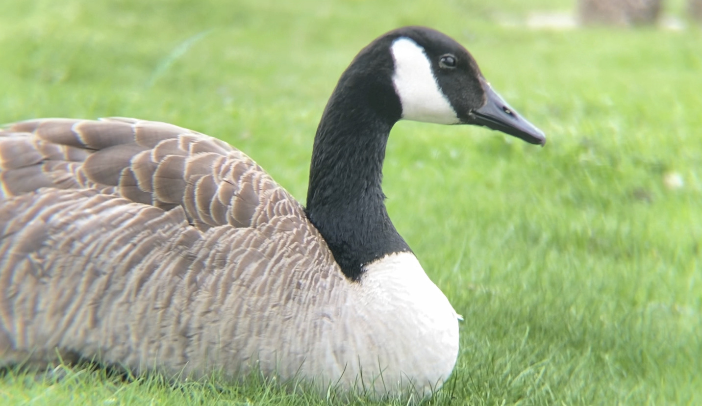 Canada goose branta canadensis españa best sale