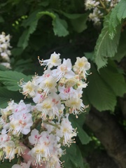 Aesculus hippocastanum
