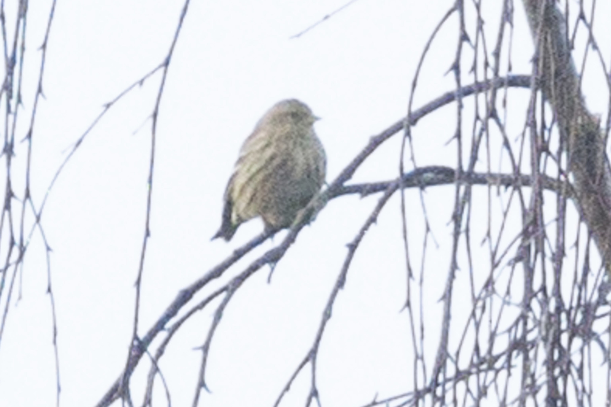 Pine Siskin
