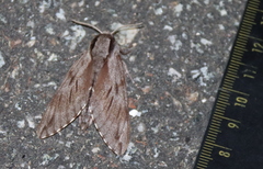 Sphinx morio arestus