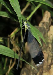 Megaloprepus diaboli