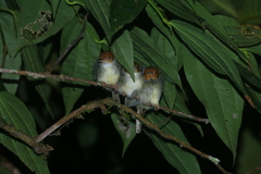 Orthotomus sepium