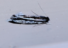 Nemapogon rileyi