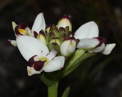 Disa bivalvata