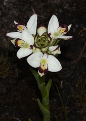 Disa bivalvata