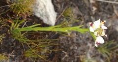 Disa bivalvata