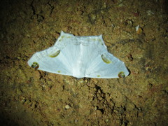 Sericoptera mahometaria