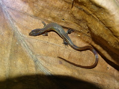 Ecpleopus gaudichaudii