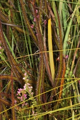 Drosera regia