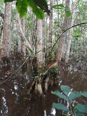 Tabebuia cassinoides
