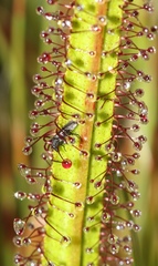 Drosera regia