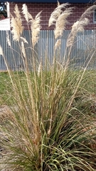 Austroderia richardii