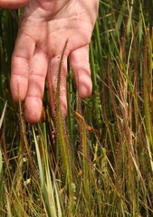 Drosera regia