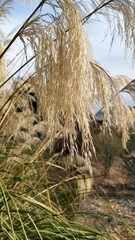 Austroderia richardii