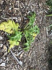 Sonchus grandifolius