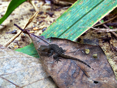 Gymnodactylus darwinii